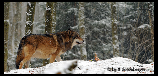 Sibirischer Wolf - Copyright by M Schönberger